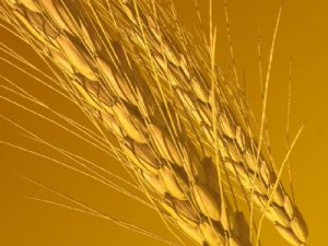wheat-blog